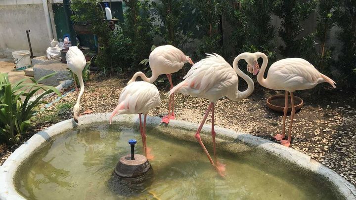 Pata Zoo Company