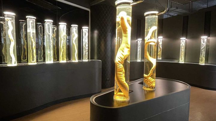 Snake Farm